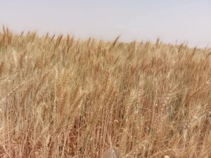 الفرافرة مملكة الغلال والزيتون ومورد خيرات الطبيعة فى قلب الصحراء الغربية 