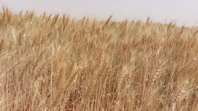 الفرافرة مملكة الغلال والزيتون ومورد خيرات الطبيعة فى قلب الصحراء الغربية