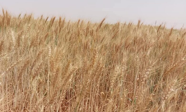 الفرافرة مملكة الغلال والزيتون ومورد خيرات الطبيعة فى قلب الصحراء الغربية 