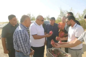 الوادى الجديد تنفذ تجربة زراعة أغلى الفواكه الاستوائية فى مصر.. سهل بركة بالفرافرة يشهد نجاح زراعة فاكهة "الدراجون فروت" لأول مرة 