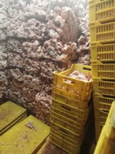 محافظة الجيزة تضبط 45 طن دواجن ولحوم فاسدة ومذبوحة خارج المجازر ومصنعاتهم وتحصّن أكثر من 208 ألف رأس ماشية ضد الأمراض الوبائية خلال شهر