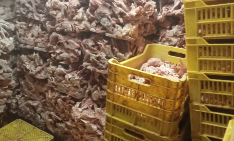 محافظة الجيزة تضبط 45 طن دواجن ولحوم فاسدة ومذبوحة خارج المجازر ومصنعاتهم وتحصّن أكثر من 208 ألف رأس ماشية ضد الأمراض الوبائية خلال شهر