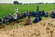 خطة شاملة بالوادى الجديد لتحقيق أعلى إنتاجية من المحاصيل الاستراتيجية.. مبادرة «ازرع» تقدم خدمات وتسهيلات للمزارعين.. وبرامج الحقول المدرسية يدعم زراعات القمح والقطن