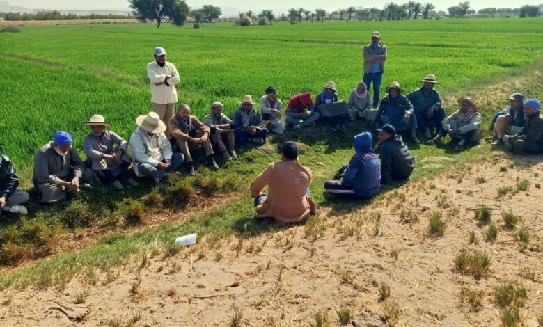 خطة شاملة بالوادى الجديد لتحقيق أعلى إنتاجية من المحاصيل الاستراتيجية.. مبادرة «ازرع» تقدم خدمات وتسهيلات للمزارعين.. وبرامج الحقول المدرسية يدعم زراعات القمح والقطن