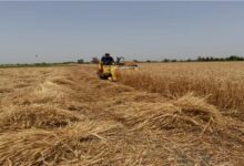 وزارة الزراعة: المساحة المنزرعة بالقمح هذا العام بلغت 3.7 مليون فدان