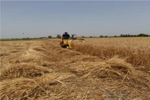 وزارة الزراعة: المساحة المنزرعة بالقمح هذا العام بلغت 3.7 مليون فدان