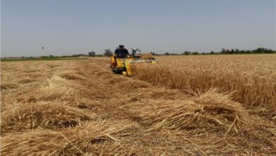 وزارة الزراعة: المساحة المنزرعة بالقمح هذا العام بلغت 3.7 مليون فدان