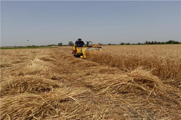 وزارة الزراعة: المساحة المنزرعة بالقمح هذا العام بلغت 3.7 مليون فدان